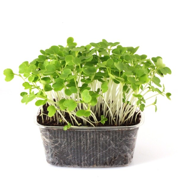 pak choi biela stonka